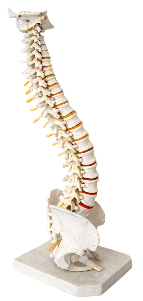 Osteópata en Gran Canaria - Nayra Artiles Osteopatía - Nosotros 6